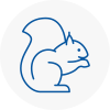 Whitefield Rodent Removals
