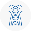 Whitefield Wasp Nest Removal